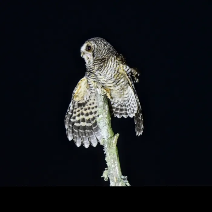 Spotted Rufous-legged Owl