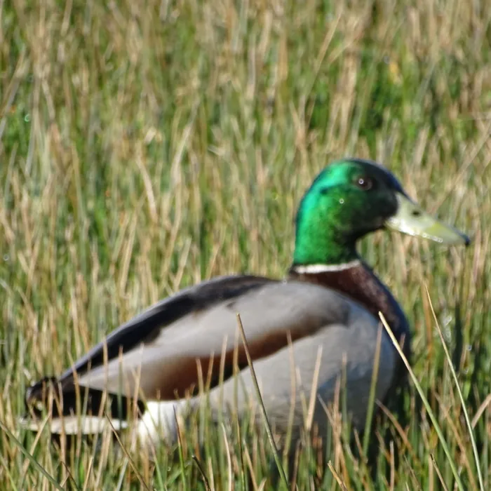 Spotted Mallard