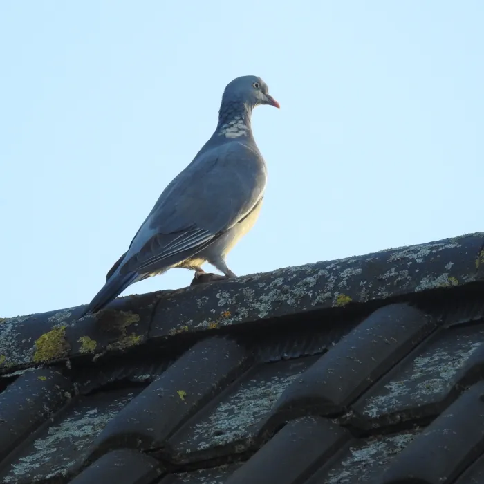 Spotted Common Wood-Pigeon