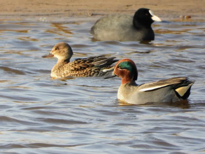 Gespotte Wintertaling