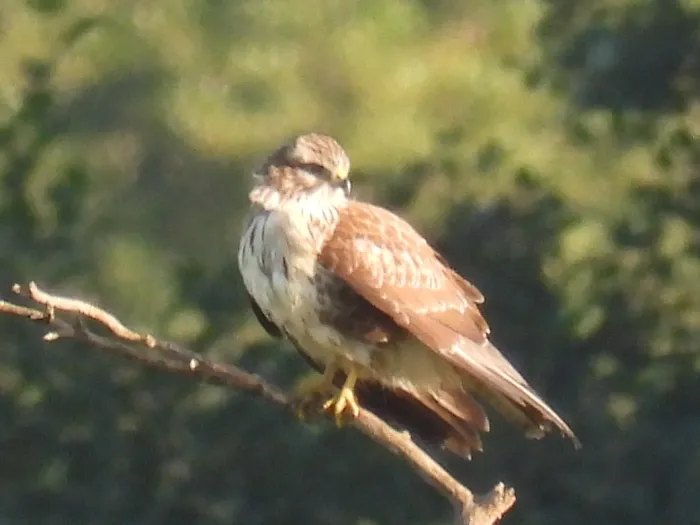 Waargenomen Buizerd