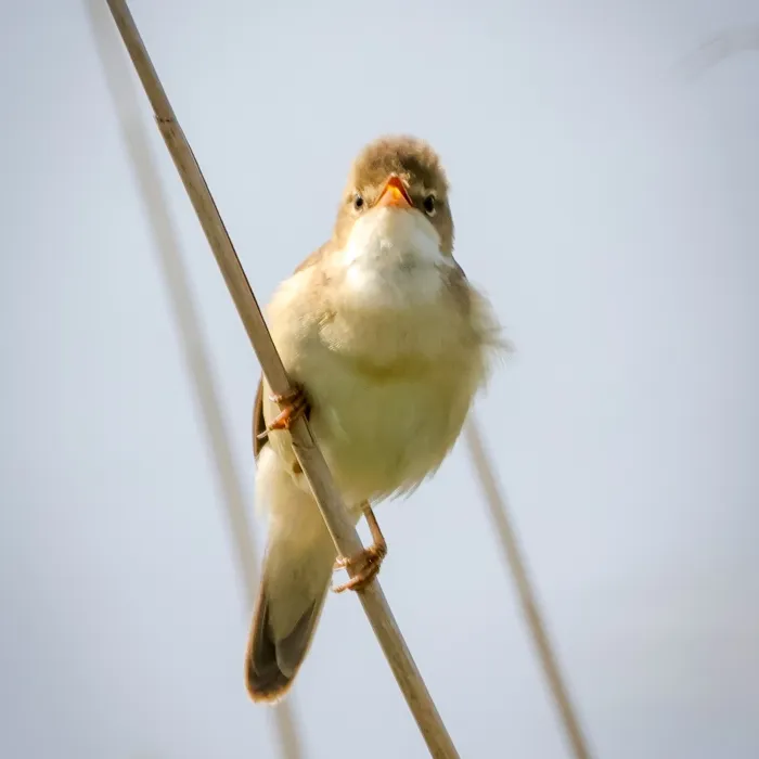 Spotted Marsh Warbler