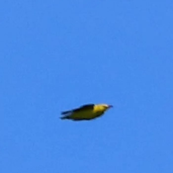 Spotted Eurasian Golden Oriole