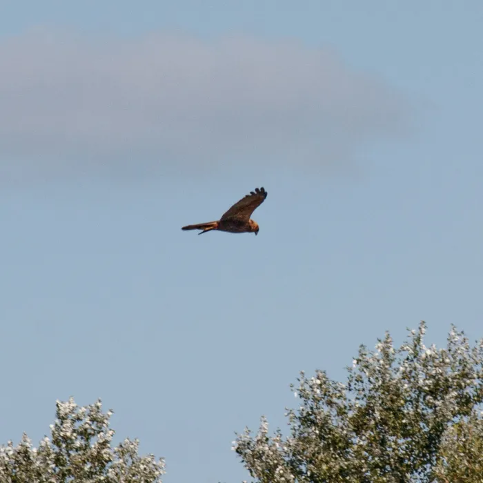 Spotted Western Marsh Harrier