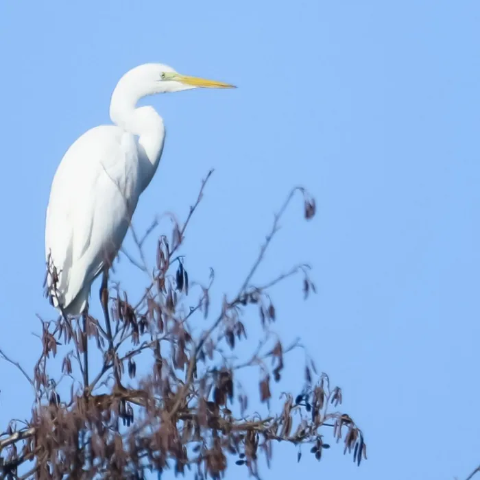 Spotted Great Egret