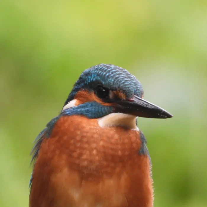 Waargenomen IJsvogel