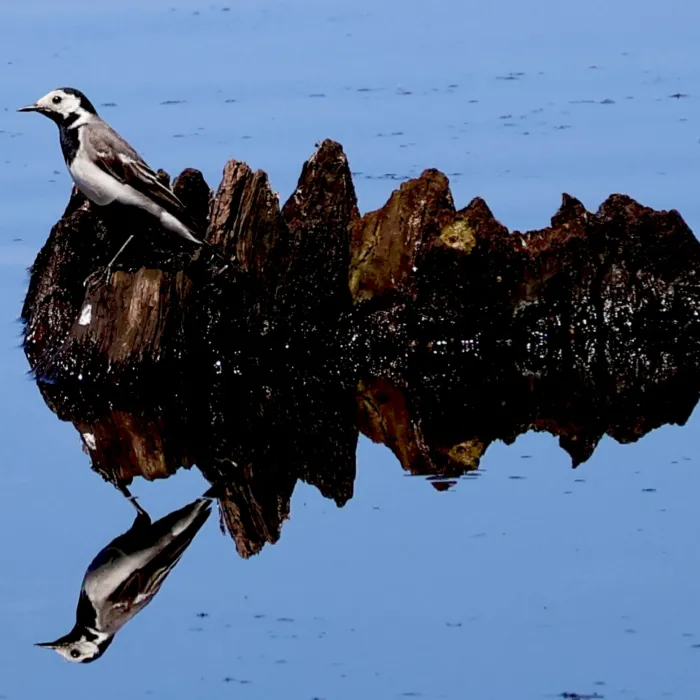 Spotted White Wagtail