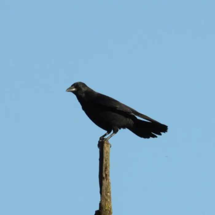 Spotted Carrion Crow