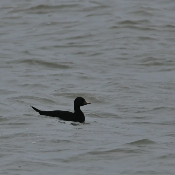 Common Scoter