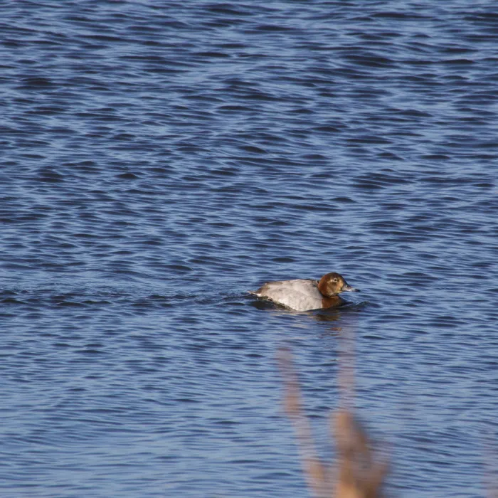 Spotted Common Pochard