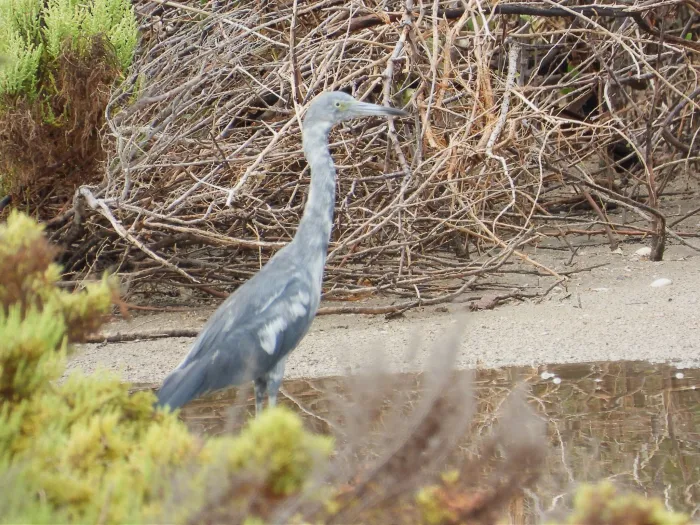 Waargenomen Kleine blauwe reiger