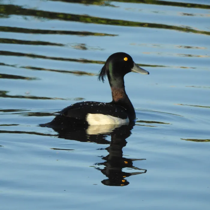 Spotted Tufted Duck