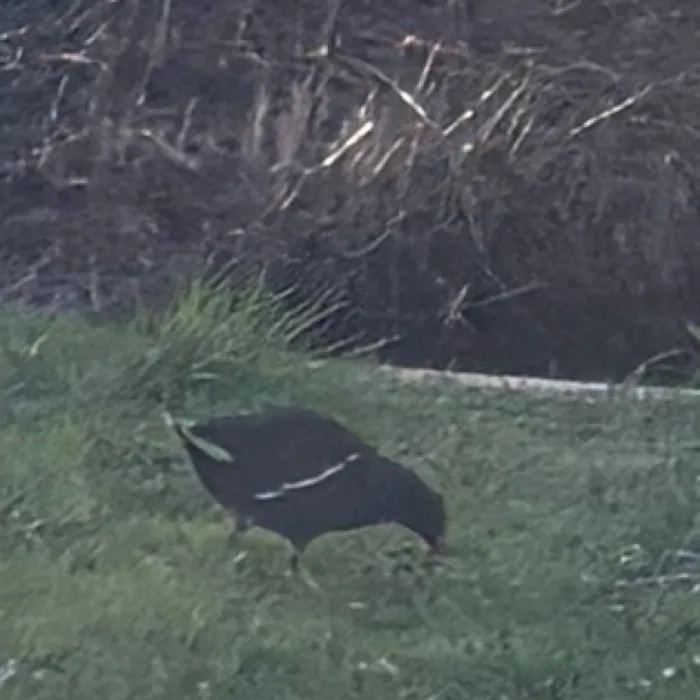 Eurasian Moorhen