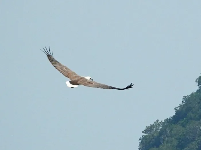 Gespotte Witbuikzeearend