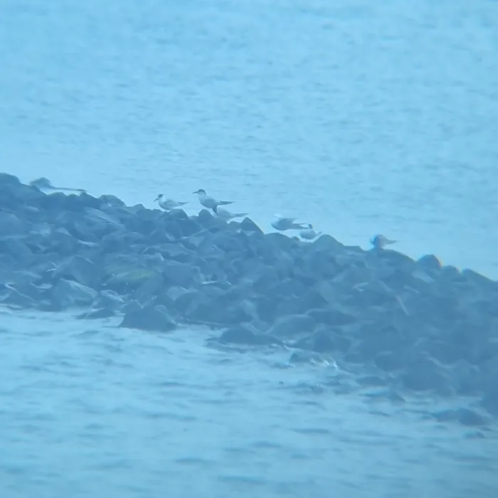 Spotted Common Tern