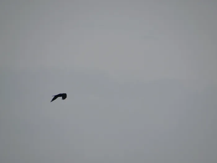 Waargenomen Raaf
