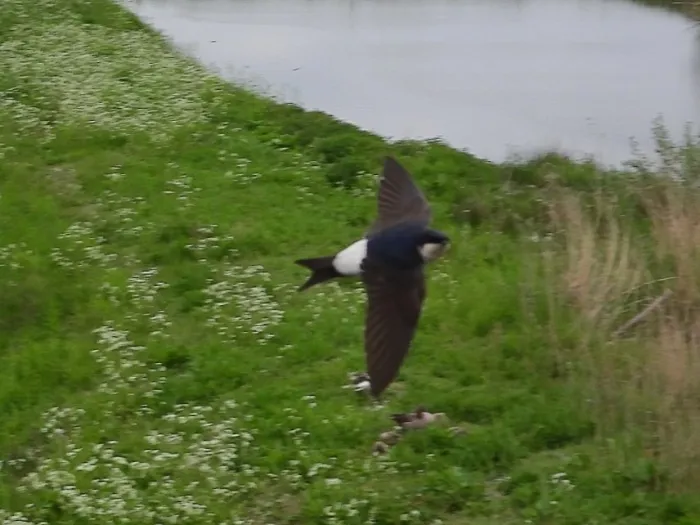 Waargenomen Huiszwaluw