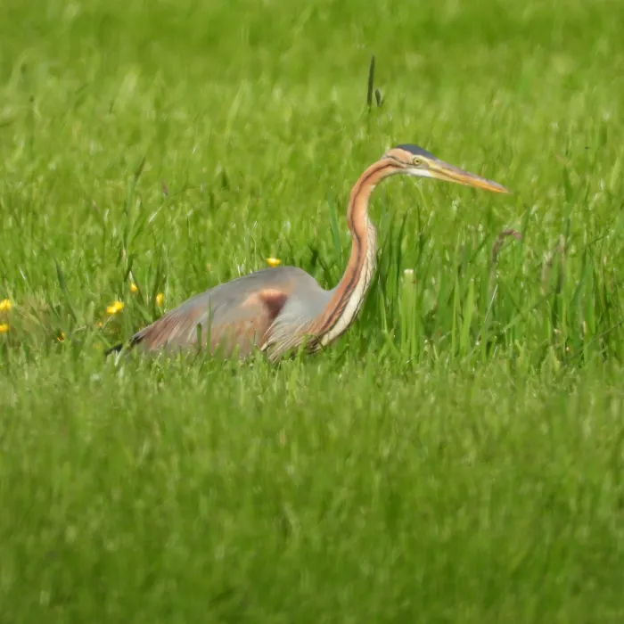 Purperreiger