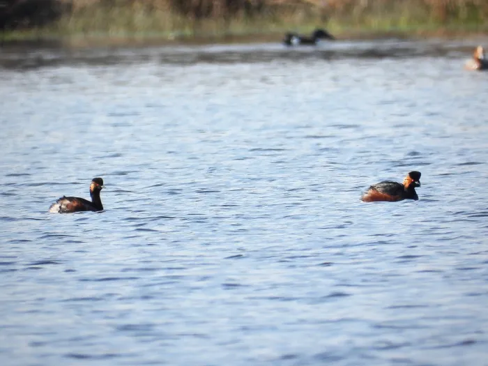 Gespotte Geoorde fuut