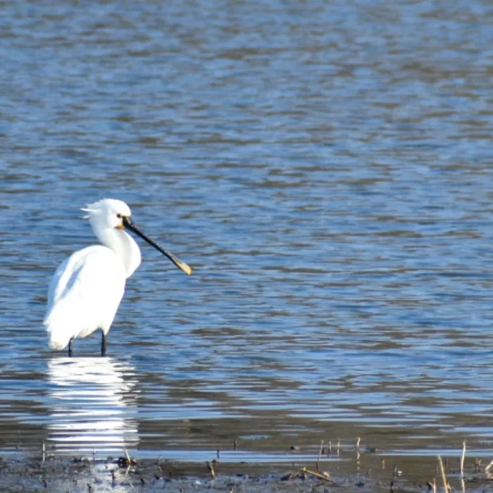 Eurasian Spoonbill