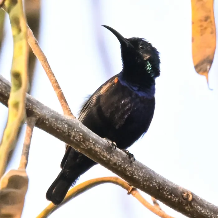 Gespotte Purperhoningzuiger