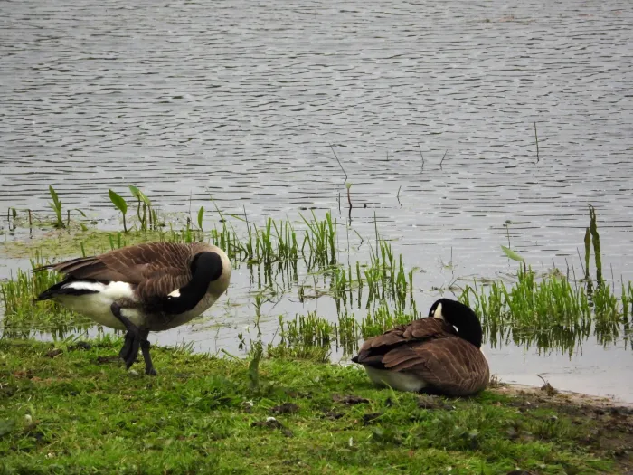 Spotted Canada Goose