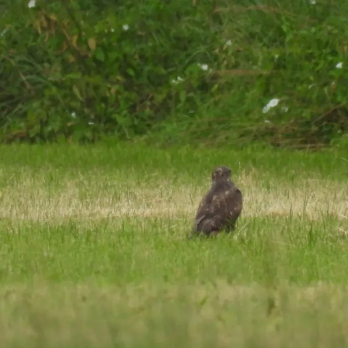 Waargenomen Buizerd