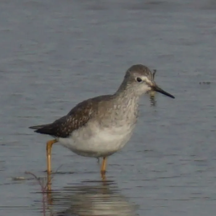 Spotted Lesser Yellowlegs