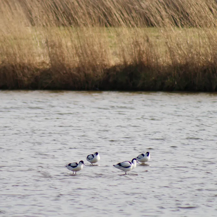 Spotted Pied Avocet