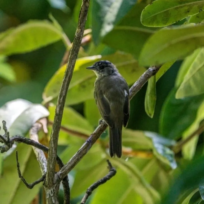 Spotted Eurasian Blackcap
