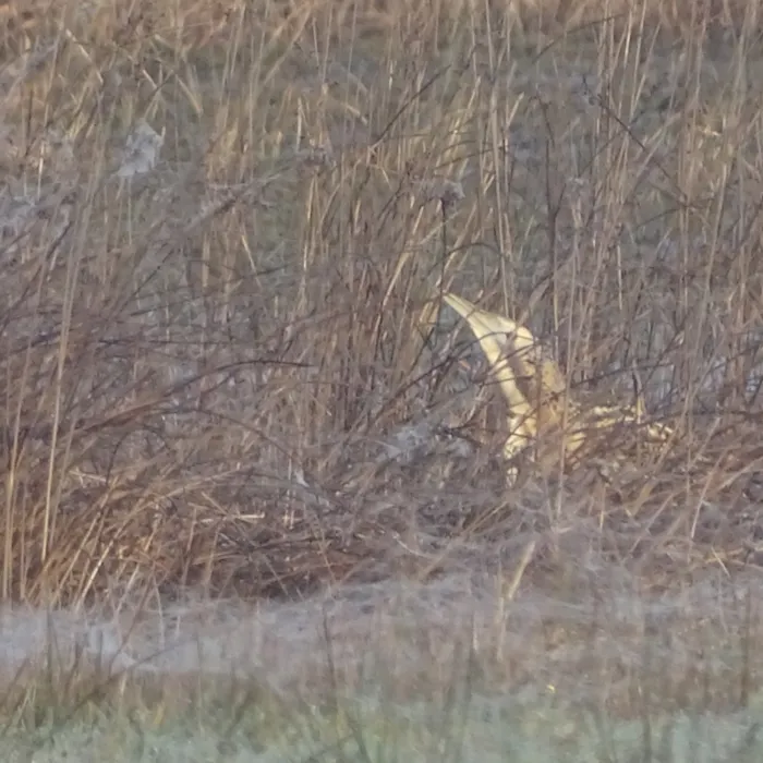 Spotted Eurasian Bittern