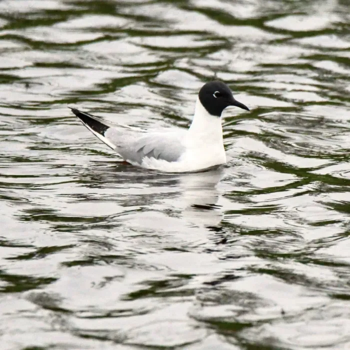 Gespotte Kleine kokmeeuw
