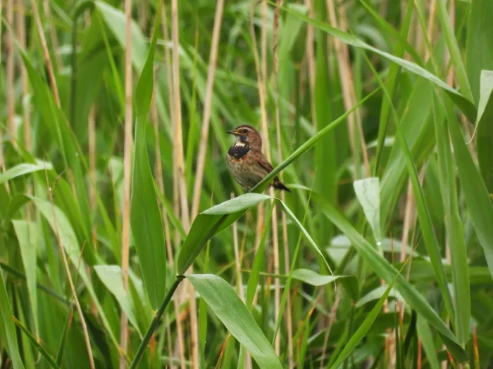 Waargenomen Blauwborst