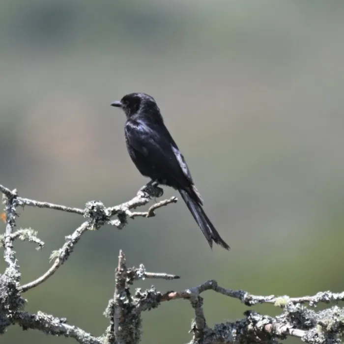 Spotted Fork-tailed Drongo