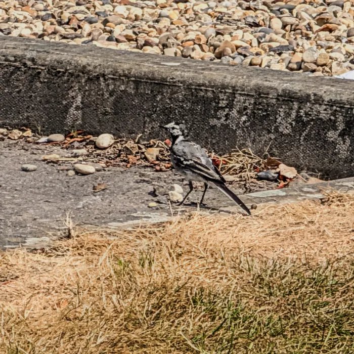 White Wagtail