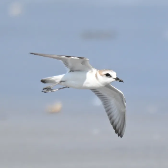 Gespotte Witwangstrandplevier