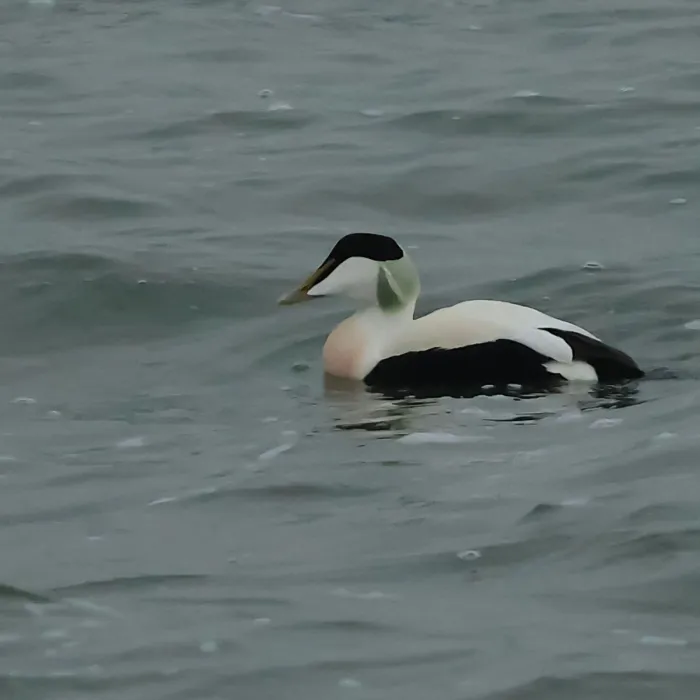 Spotted Common Eider