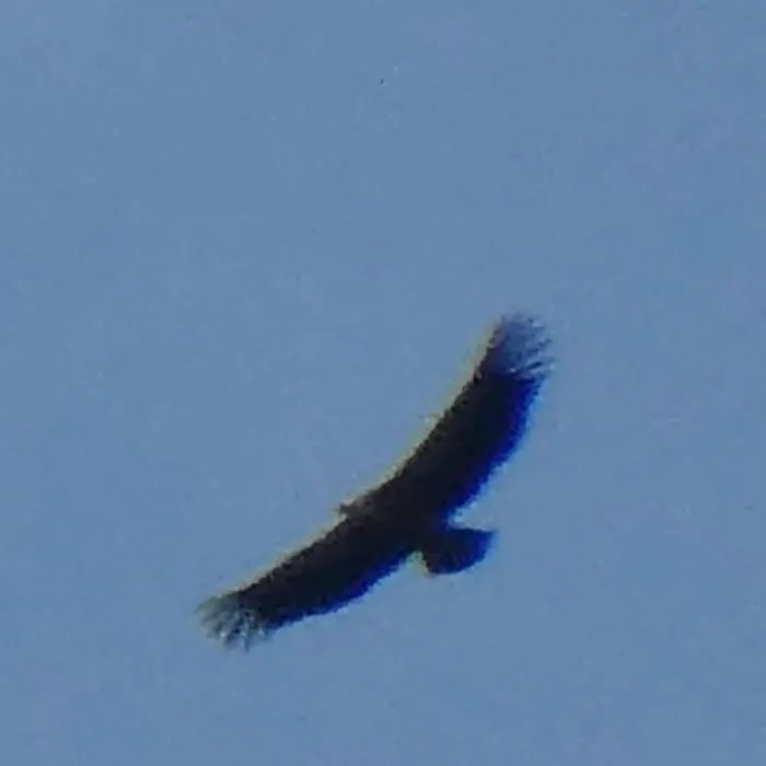 Spotted Eurasian Griffon