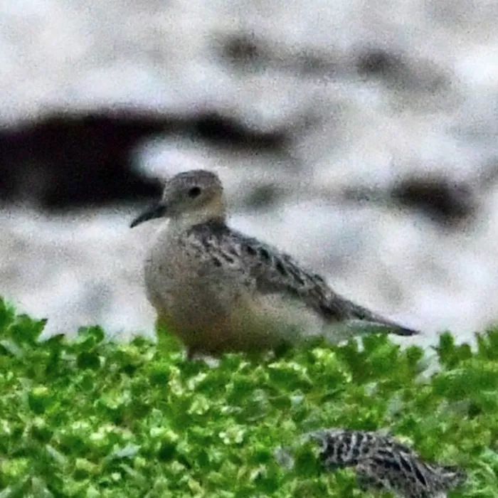 Spotted Buff-breasted Sandpiper