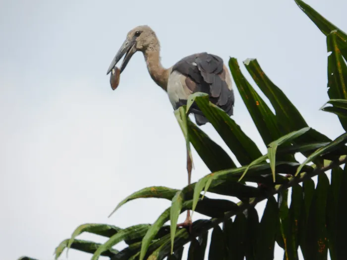 Gespotte Indische gaper