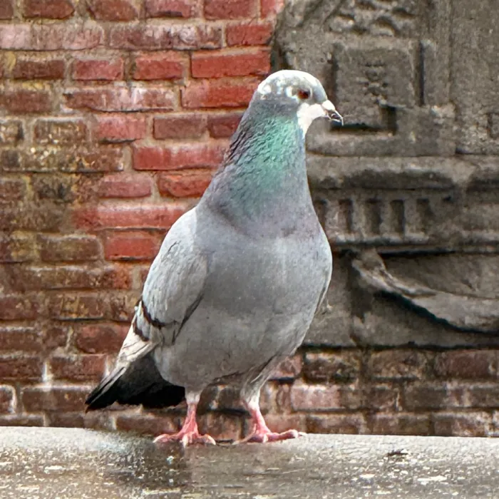 Spotted Rock Pigeon