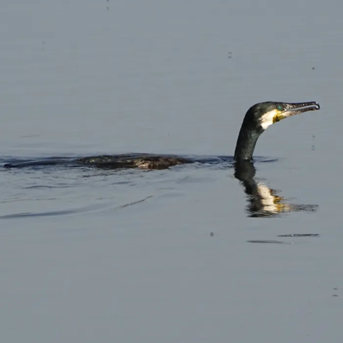 Waargenomen Aalscholver