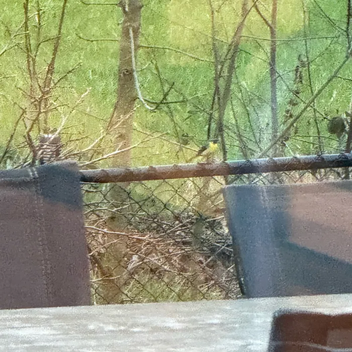 Spotted Gray Wagtail