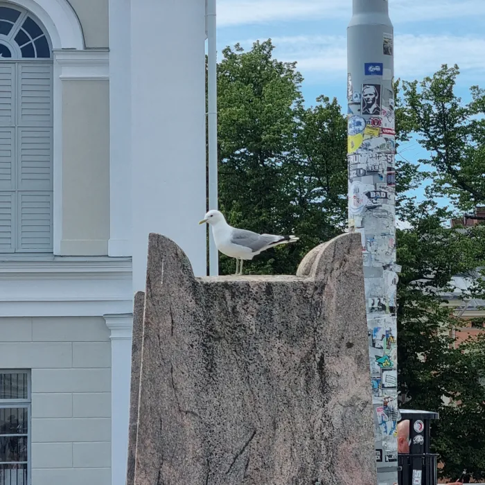Spotted Common Gull