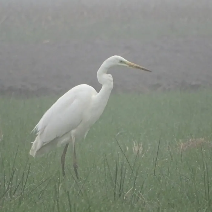 Gespotte Grote zilverreiger