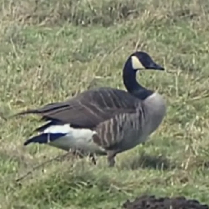 Gespotte Grote Canadese gans
