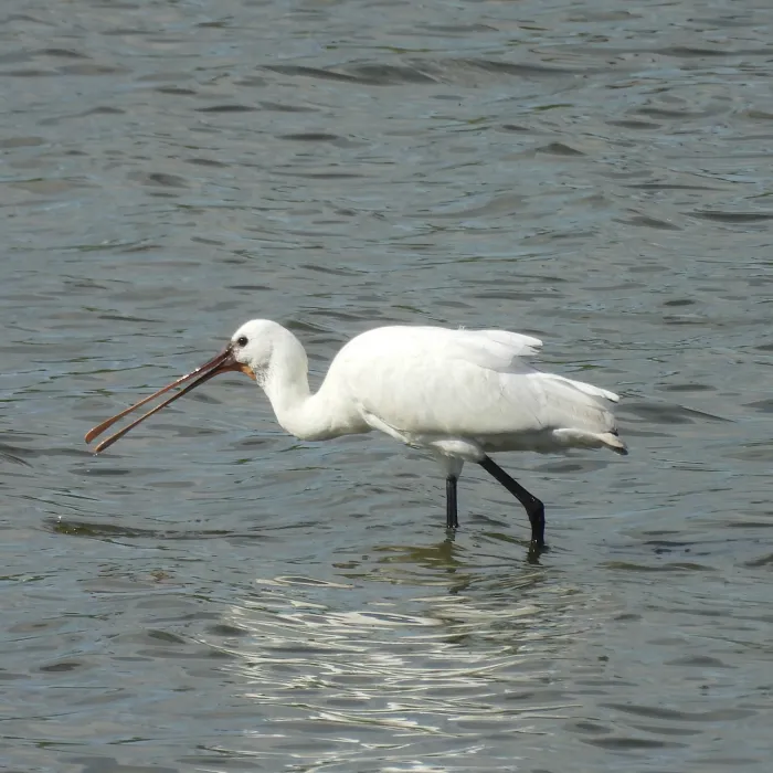 Spotted Eurasian Spoonbill
