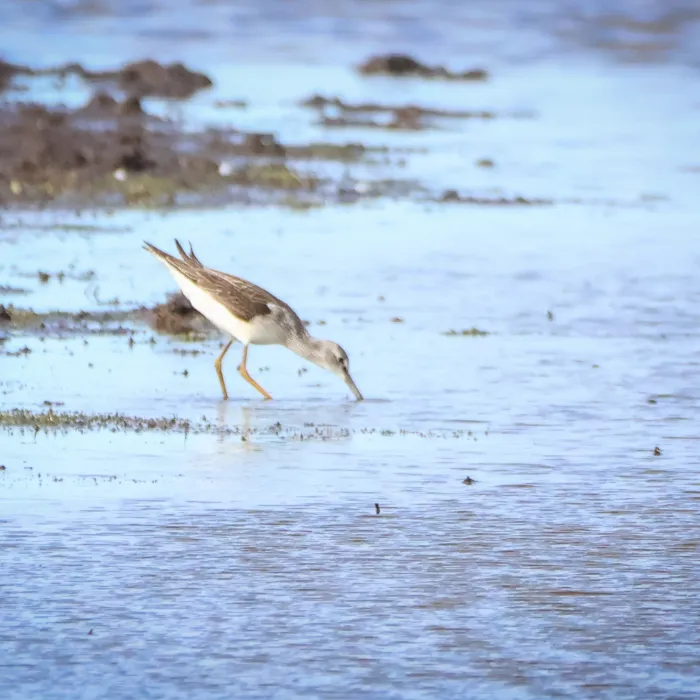 Spotted Common Greenshank