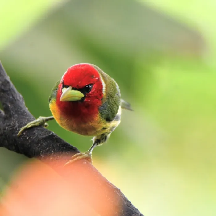 Gespotte Roodkopbaardvogel
