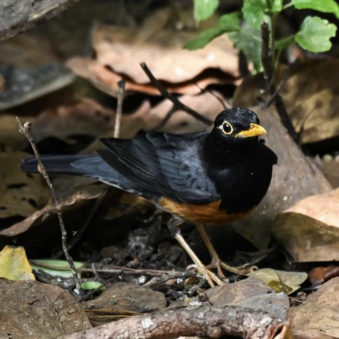 Gespotte Zwartborstlijster